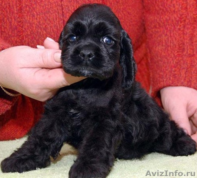 Black cocker spaniel puppy