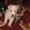 Продам щенков китайской хохлатой собаки - Изображение #2, Объявление #66000
