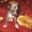 Продам щенков китайской хохлатой собаки - Изображение #4, Объявление #66000