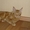Продаются котята Мейн-кун - Изображение #1, Объявление #250171