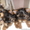  шикарные щенки йорка - Изображение #1, Объявление #311324