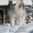  аляскинский маламут - Изображение #4, Объявление #469003
