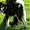  аляскинский маламут - Изображение #2, Объявление #469003