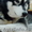  аляскинский маламут - Изображение #3, Объявление #469003
