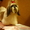 Продам породистых щенков Ши Тцу - Изображение #1, Объявление #505881