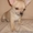Chihuahua щенок. #465874