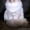 Невские маскарадные (Сибирские) котята - Изображение #6, Объявление #680790
