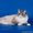 Невские маскарадные (Сибирские) котята - Изображение #8, Объявление #680790