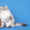 Невские маскарадные (Сибирские) котята - Изображение #7, Объявление #680790