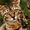 бенгальские котята мини леопарды с отличным подарком - Изображение #1, Объявление #1117001