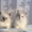  котята сибирские невские маскарадные - Изображение #2, Объявление #1733358