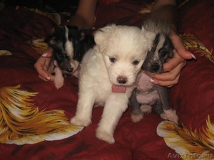 Продам щенков китайской хохлатой собаки - Изображение #2, Объявление #66000