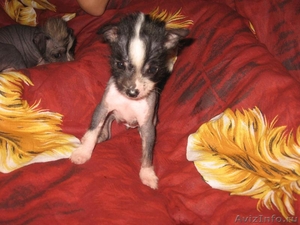 Продам щенков китайской хохлатой собаки - Изображение #5, Объявление #66000