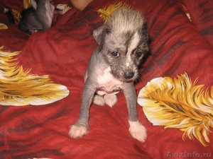 Продам щенков китайской хохлатой собаки - Изображение #4, Объявление #66000
