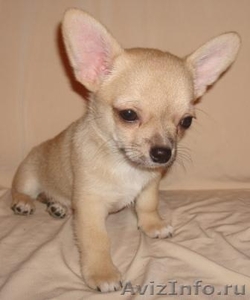 Chihuahua щенок. - Изображение #1, Объявление #465874