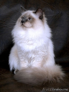 Невские маскарадные (Сибирские) котята - Изображение #6, Объявление #680790