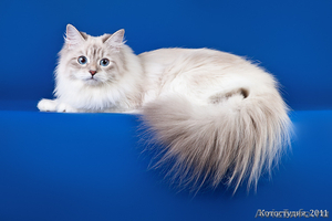 Невские маскарадные (Сибирские) котята - Изображение #9, Объявление #680790