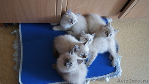 Невские маскарадные (Сибирские) котята - Изображение #3, Объявление #680790