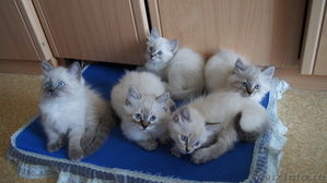 Невские маскарадные (Сибирские) котята - Изображение #1, Объявление #680790