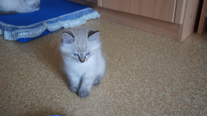 Невские маскарадные (Сибирские) котята - Изображение #5, Объявление #680790