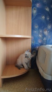 Невские маскарадные (Сибирские) котята - Изображение #2, Объявление #680790