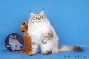Невские маскарадные (Сибирские) котята - Изображение #7, Объявление #680790