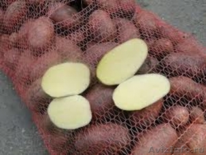 Продаём картошки оптом в Хабаровске с доставкой - Изображение #4, Объявление #975324