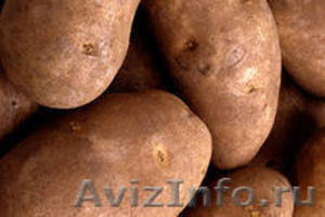 Продаём картошки оптом в Хабаровске с доставкой - Изображение #1, Объявление #975324