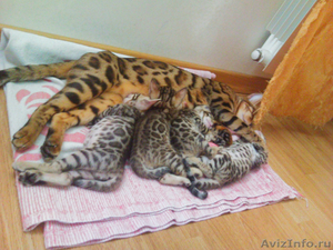 бенгальские котята мини леопарды с отличным подарком - Изображение #2, Объявление #1117001